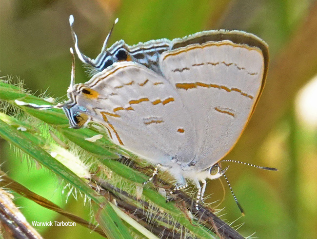 Hypolycaena philippus philippus