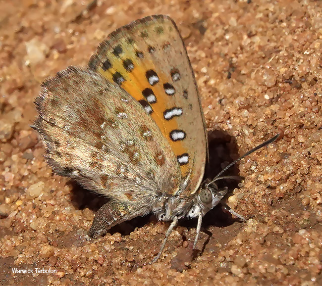 Aloeides trimeni