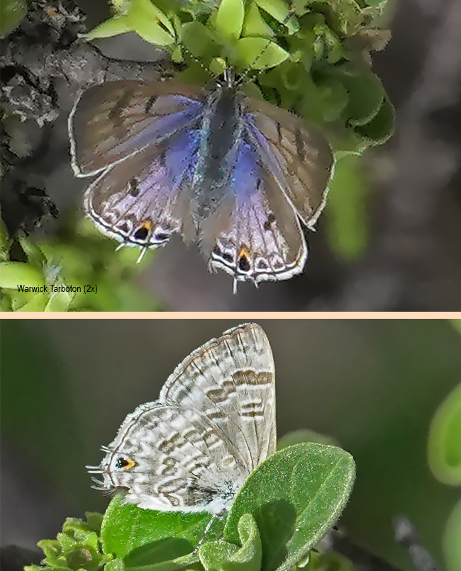 Anthene definita