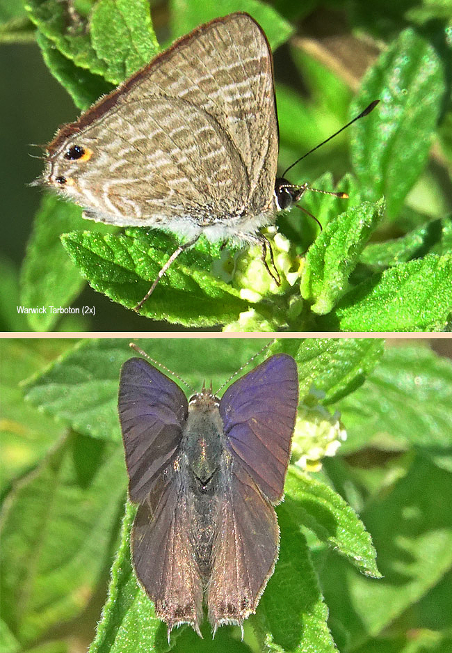 Anthene definita