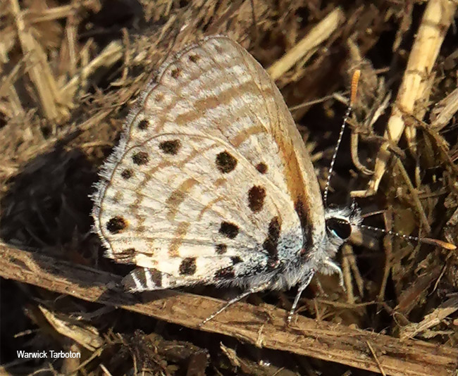 Azanus jesous