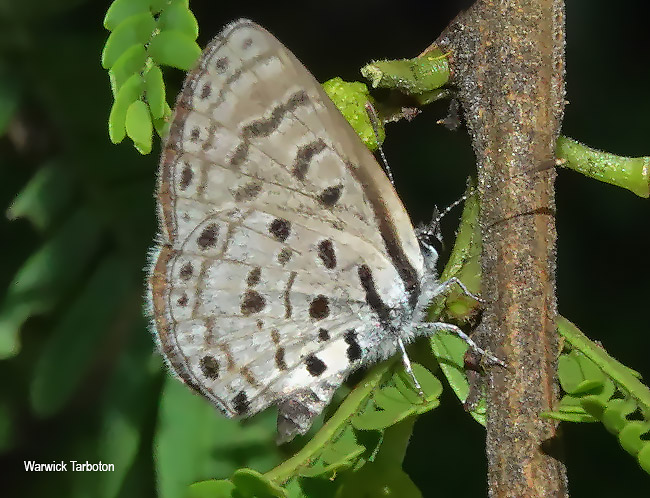 Azanus moriqua