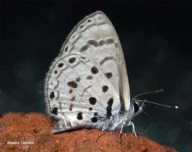 Azanus moriqua