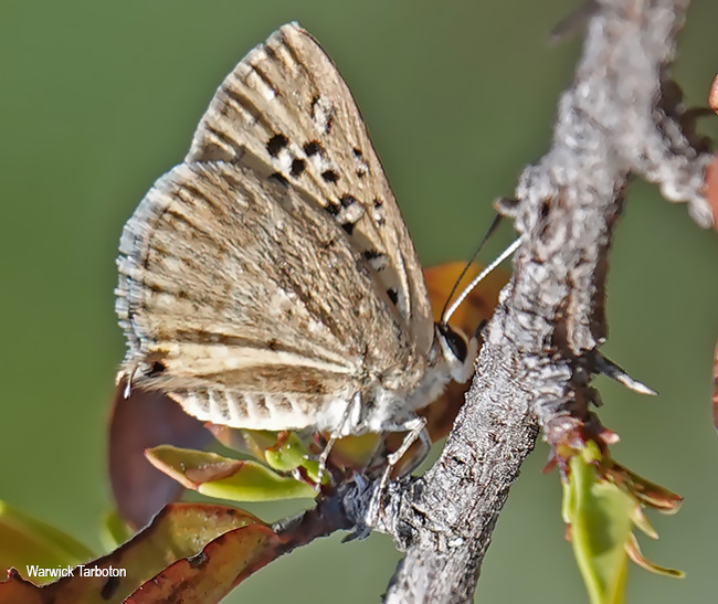 Crudaria leroma