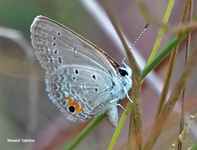 Eicochrysops messapus mahallakoaena