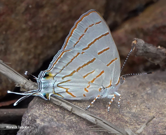 Hemiolaus caeculus caeculus