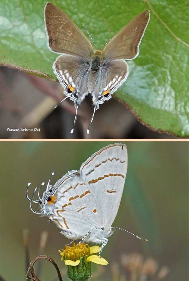 Hypolycaena philippus philippus