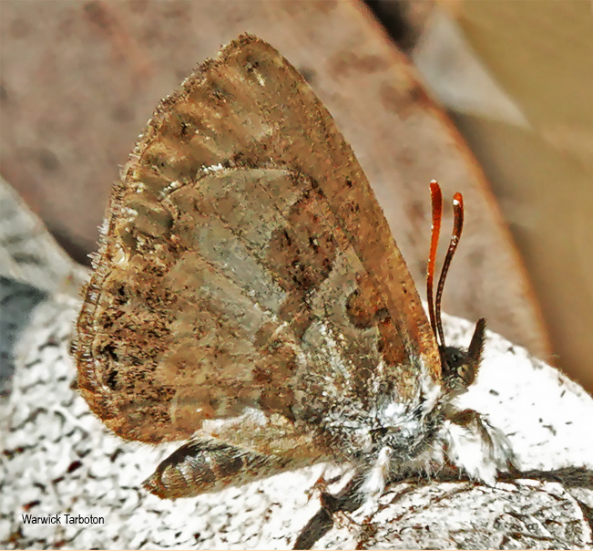 Lachnocnema bibulus
