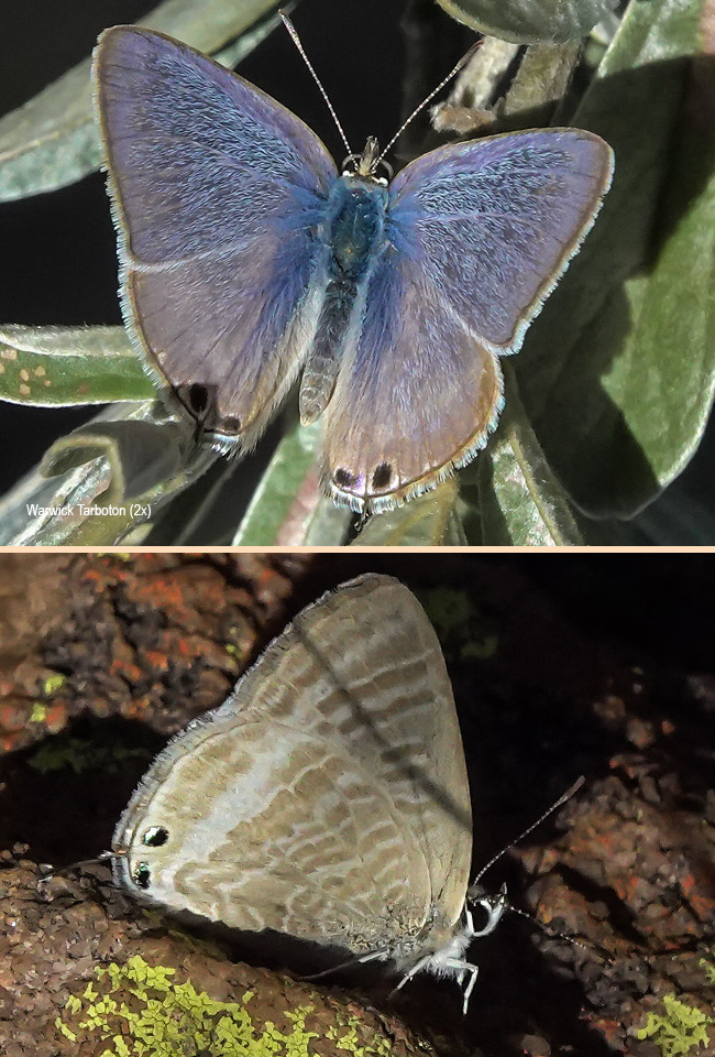 Lampides boeticus
