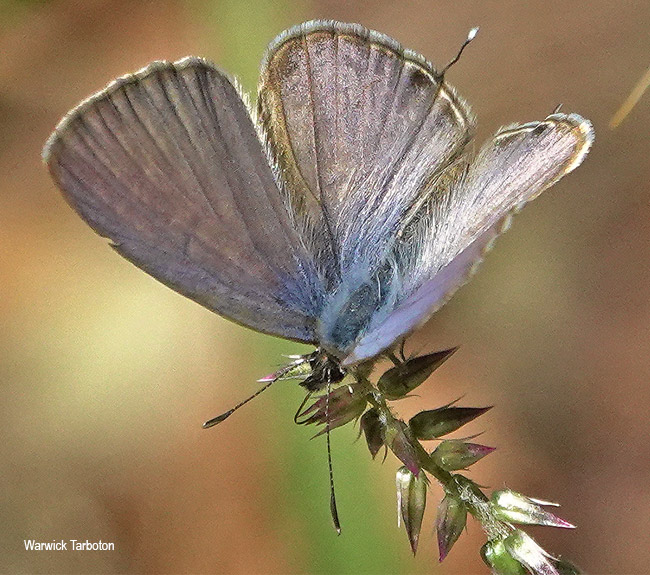 Leptotes pirithous pirithous