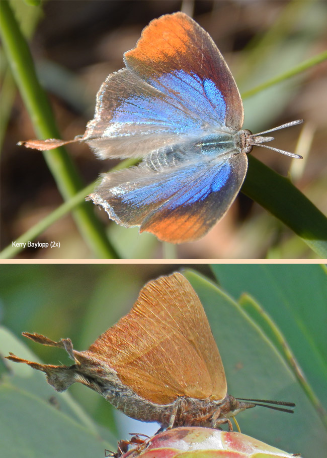 Myrina silenus