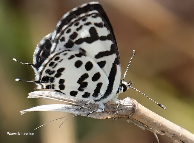 Tuxentius calice