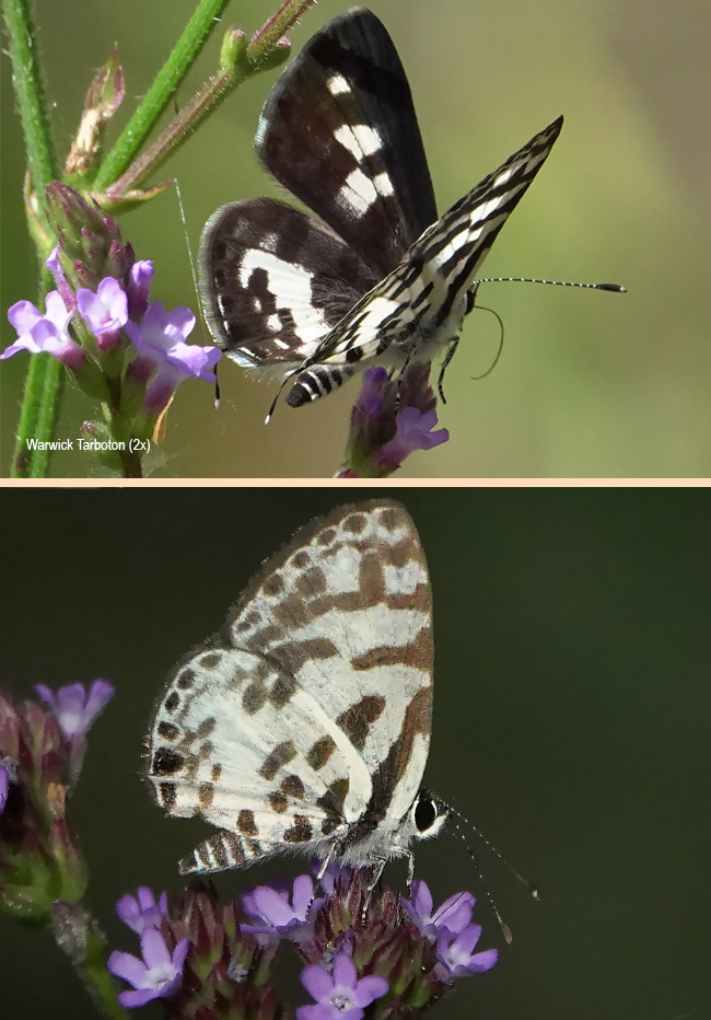 Tuxentius melaena