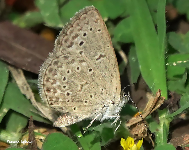 Zizeeria knysna knysna