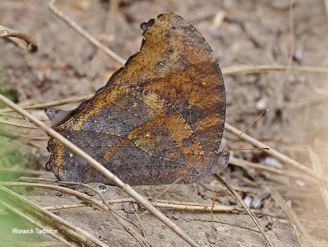 Melanitis leda
