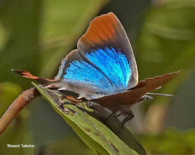 Myrina silenus