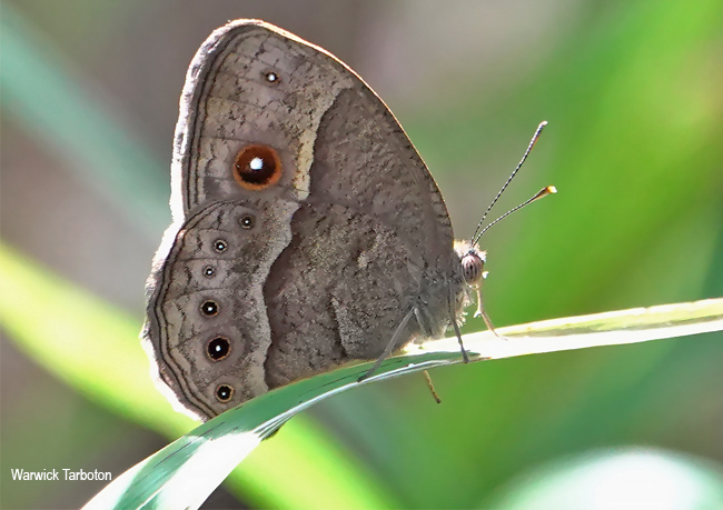 Acraea neobule neobule