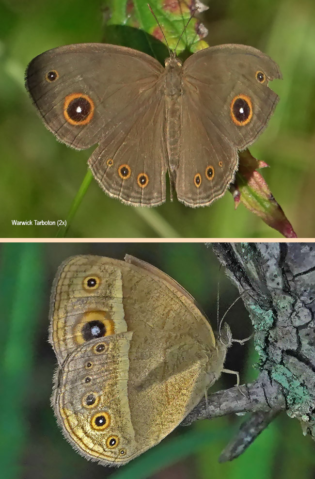 Brakefieldia perspicua perspicua