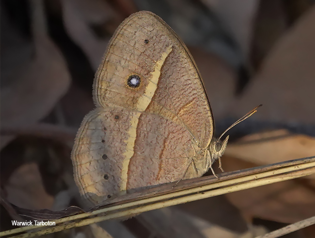 Brakefieldia perspicua perspicua