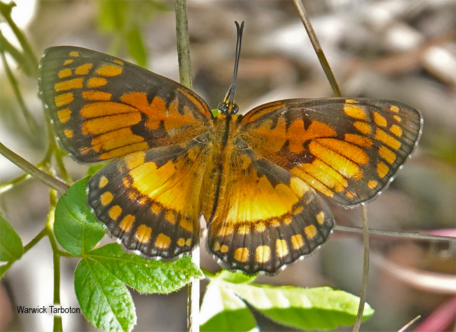 Byblia anvantara acheloia