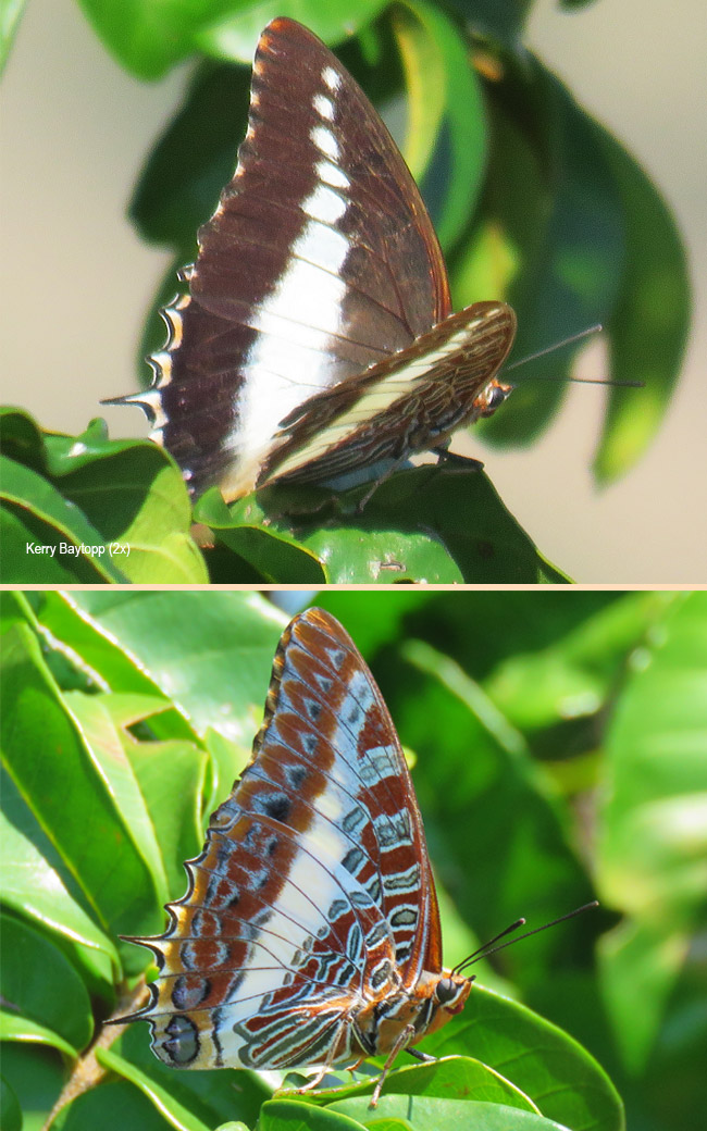 Charaxes brutus natalensis