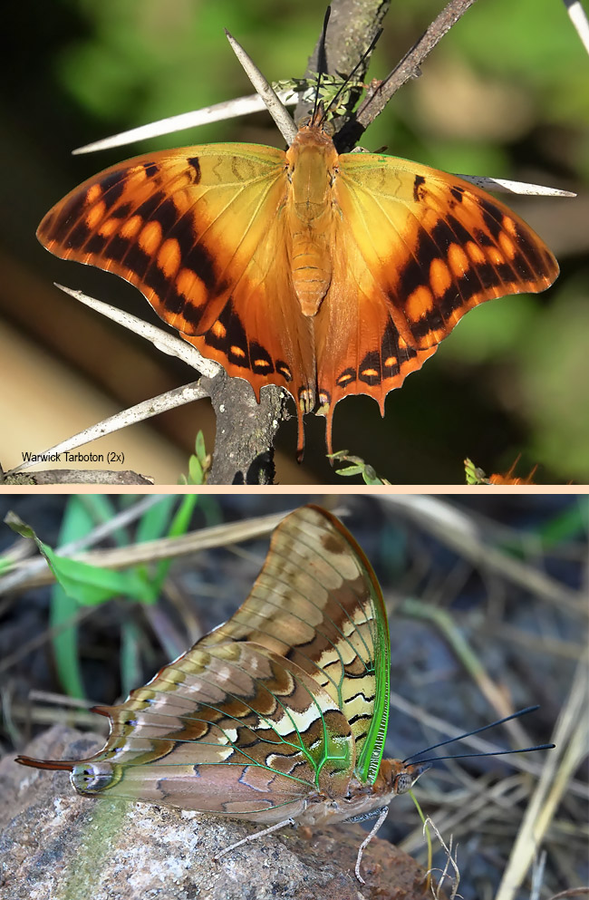 Charaxes candiope