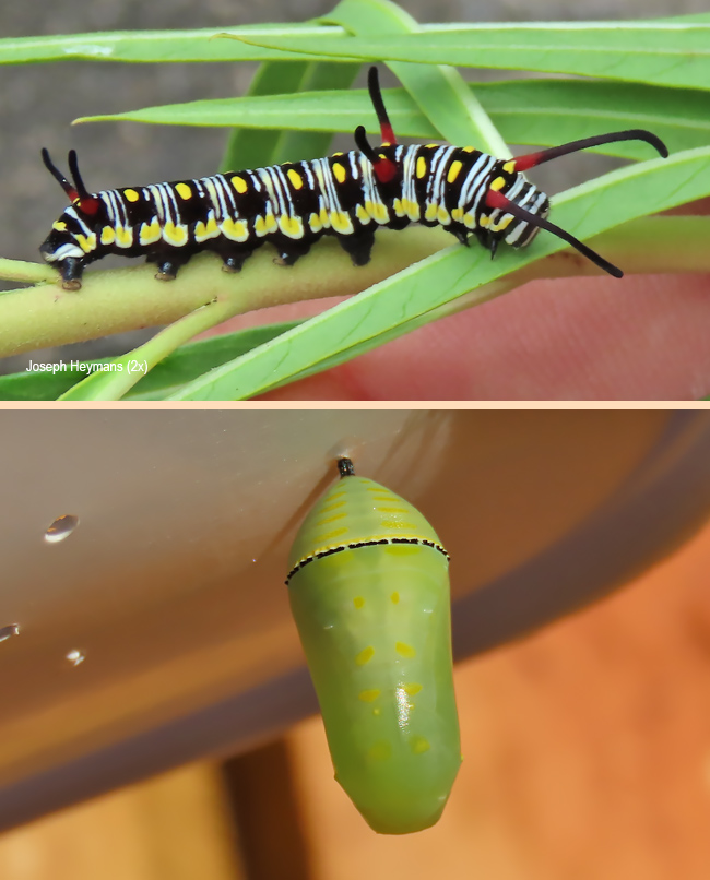 Danaus chrysippus