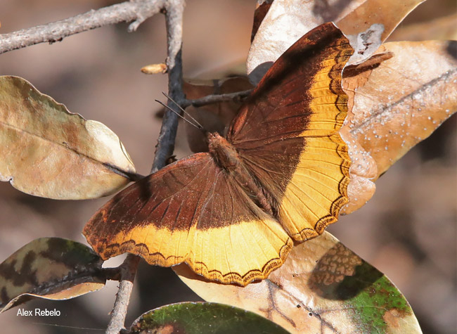 Eurytela dryope