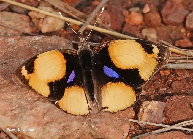 Junonia hierta cebrene larva
