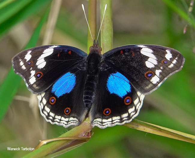 Junonia oenone oenone