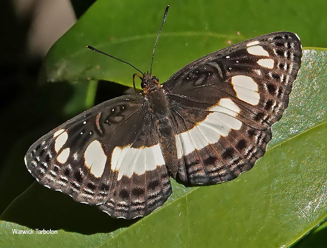 Neptis saclava