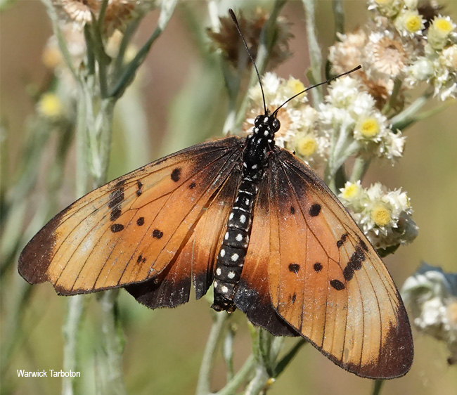 Stephenia natalica