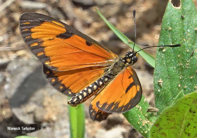 Telchinia serena