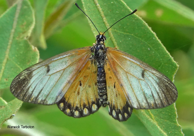 Telchinia serena