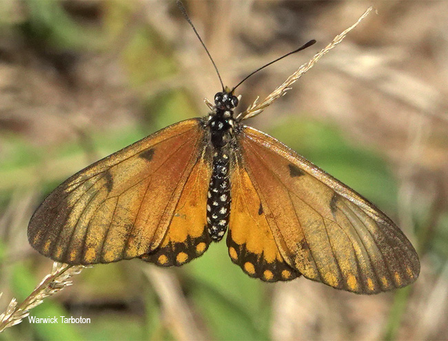 Telchinia serena