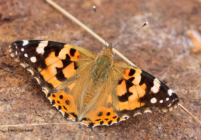 Vanessa cardui