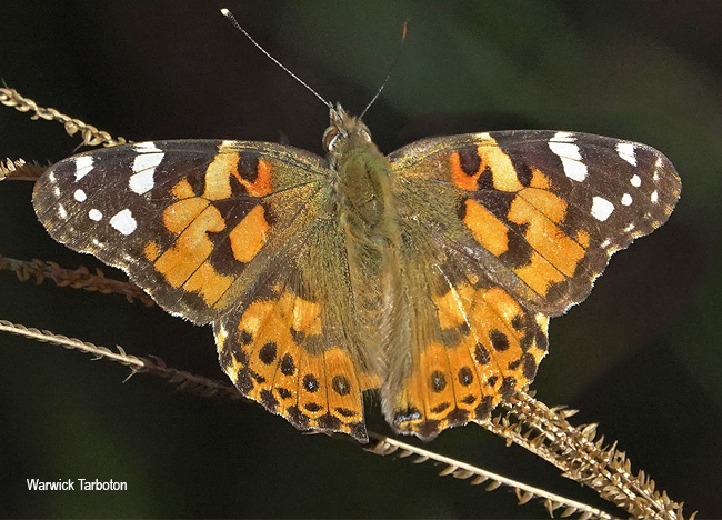 Vanessa cardui