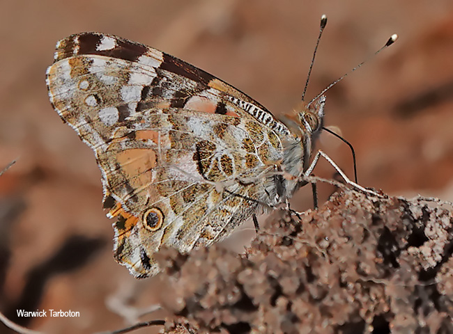 Vanessa cardui