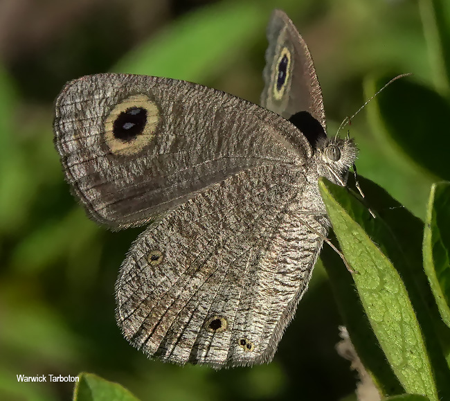 Ypthima asterope