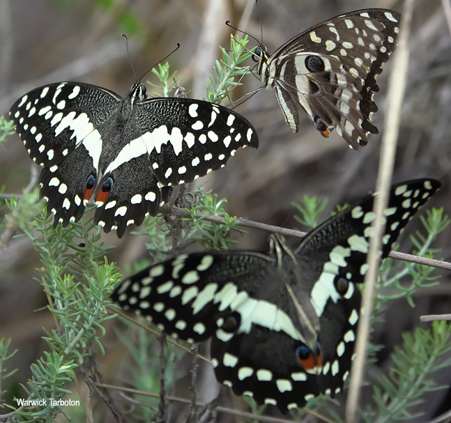 Papilio demodocus demodocus