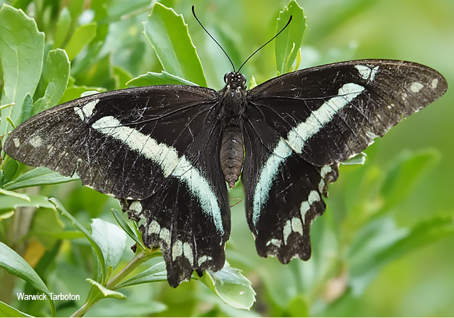 Papilio nereus lyaeus