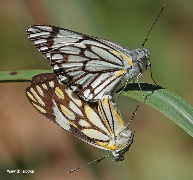 Belenois aurota aurota