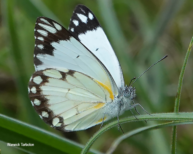 Belenois creona severina