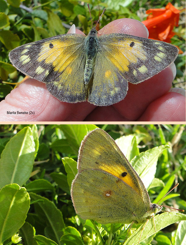 Colias electo electo