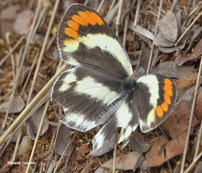 Colotis euippe omphale