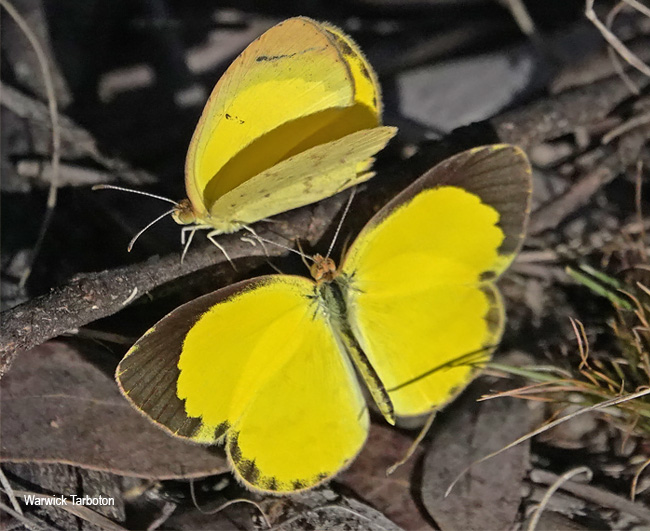 Euremia brigitta