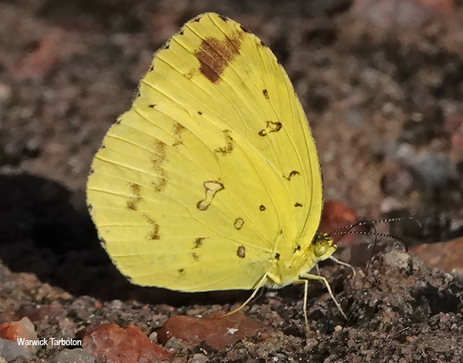 Eurema hecabe