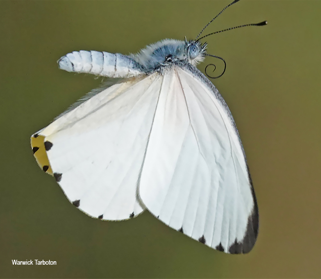 Mylothris agathina