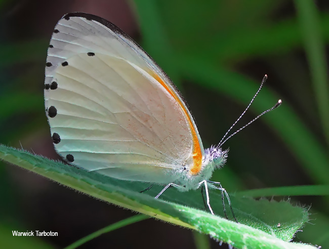Mylothris rueppellii haemus