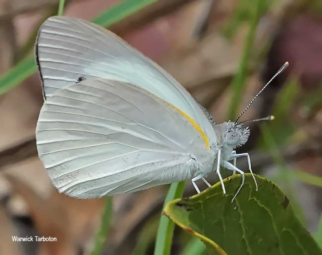 Teracolus eris eris